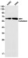 [KO]Catalase Rabbit mAb ABZ4695