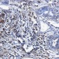 [KO]Catalase Rabbit mAb ABZ4696