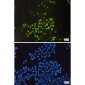 [KO]Cyclin E2 Rabbit mAb ABZ4699