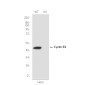 [KO]Cyclin E2 Rabbit mAb ABZ4699