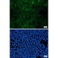 [KD]Flotillin 1 Rabbit mAb ABZ4701