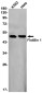 [KD]Flotillin 1 Rabbit mAb ABZ4701