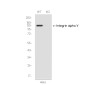 [KO]Integrin alpha V Rabbit mAb ABZ4705