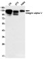[KO]Integrin alpha V Rabbit mAb ABZ4706
