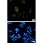 [KD]Cyclin B1 Rabbit mAb ABZ4708