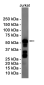 [KD]Cyclin B1 Rabbit mAb ABZ4708