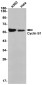 [KD]Cyclin B1 Rabbit mAb ABZ4708