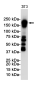 [KO]PDGFR beta Rabbit mAb ABZ4709