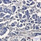 [KO]ATE1 Rabbit mAb ABZ4710