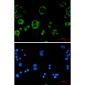 [KO]Catalase Rabbit mAb ABZ4711