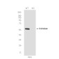 [KO]Catalase Rabbit mAb ABZ4711