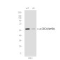 [KD]Phospho-CDC6 (Ser106) Rabbit mAb ABZ4712