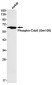[KD]Phospho-CDC6 (Ser106) Rabbit mAb ABZ4712