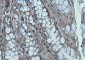 [KD]Creatine Kinase B type Rabbit mAb ABZ4713