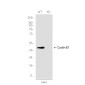 [KD]Cyclin E1 Rabbit mAb ABZ4715