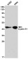 [KD]Cyclin E1 Rabbit mAb ABZ4715