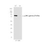 [KD]Phospho-PKC gamma (Thr514) Rabbit mAb ABZ4723