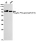 [KD]Phospho-PKC gamma (Thr514) Rabbit mAb ABZ4723