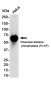 [KO]Placental Alkaline Phosphatase Rabbit mAb ABZ4725
