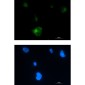 [KD]Rab5 Rabbit mAb ABZ4726