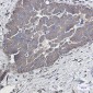 [KD]Rab5 Rabbit mAb ABZ4726