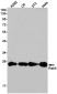 [KD]Rab5 Rabbit mAb ABZ4726