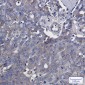 [KO]Rab5 Rabbit mAb ABZ4727
