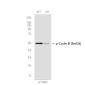 [KD]Phospho-Cyclin B1 (Ser126) Rabbit mAb ABZ4730