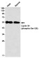 [KD]Phospho-Cyclin B1 (Ser126) Rabbit mAb ABZ4730