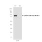[KO]Phospho-HSF1 (Ser303/Ser307) Rabbit mAb ABZ4731