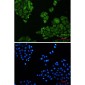 [KO]Annexin 4 Rabbit mAb ABZ4732