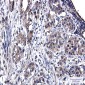 [KO]Annexin 4 Rabbit mAb ABZ4732
