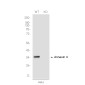 [KO]Annexin 4 Rabbit mAb ABZ4732