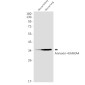 [KO]Annexin 4 Rabbit mAb ABZ4732
