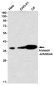 [KO]Annexin 4 Rabbit mAb ABZ4732