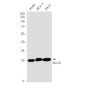 [KD]Bcl 10 Rabbit mAb ABZ4734
