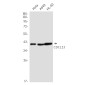 [KO]CDC123 Rabbit mAb ABZ4735