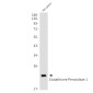 [KO]Glutathione Peroxidase 1 Rabbit mAb ABZ4737