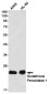 [KO]Glutathione Peroxidase 1 Rabbit mAb ABZ4737