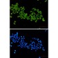 [KD]Pyruvate Dehydrogenase E2 Rabbit mAb ABZ4739