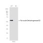 [KD]Pyruvate Dehydrogenase E2 Rabbit mAb ABZ4739