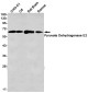 [KD]Pyruvate Dehydrogenase E2 Rabbit mAb ABZ4739