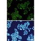 [KO]CDK2 Rabbit mAb ABZ4740