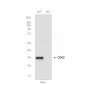 [KO]CDK2 Rabbit mAb ABZ4740