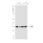 [KO]CDK2 Rabbit mAb ABZ4740