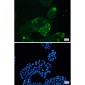 [KD]Cyclin B1 Rabbit mAb ABZ4741