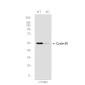 [KD]Cyclin B1 Rabbit mAb ABZ4741