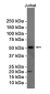 [KD]Cyclin B1 Rabbit mAb ABZ4741