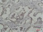 Phospho-Tyrosine (6G6) Mouse mAb ABZ4746