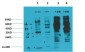 Phospho-Tyrosine (6G6) Mouse mAb ABZ4746